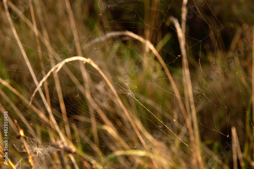 Spider web with blade of grass © Sergej