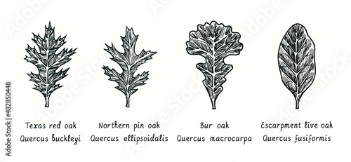 Leaves oak collection.Texas Red Oak (Quercus buckleyi), Northern pin oak (Quercus ellipsoidalis),Bur oak (Quercus macrocarpa), Escarpment live oak (Quercus fusiformis). Ink doodle drawing