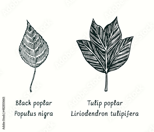 Black poplar (Populus nigra) and Tulip poplar (Liriodendron tulipifera) leaves. Ink black and white doodle drawing in woodcut style.