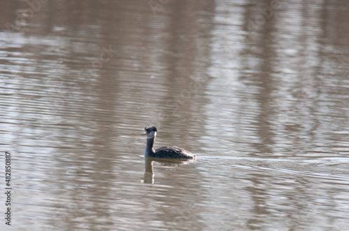 Red-Necked Grebe floating on a pond in New York