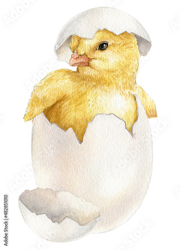 Quadro em tela Watercolor baby chick , Easter baby chicken with egg, Cute spring bird, little chick illustration