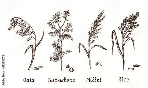 Cereals collection. Oats, buckwheat, millet and rice plant. Ink black and white doodle drawing in woodcut style.