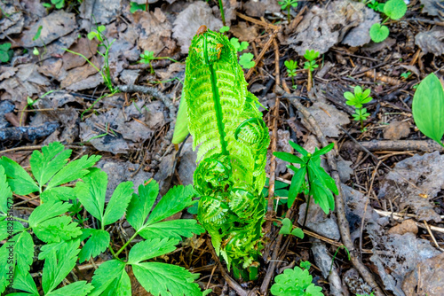 in spring, ferns grow in the taiga - survivors from ancient times, like living fossils photo