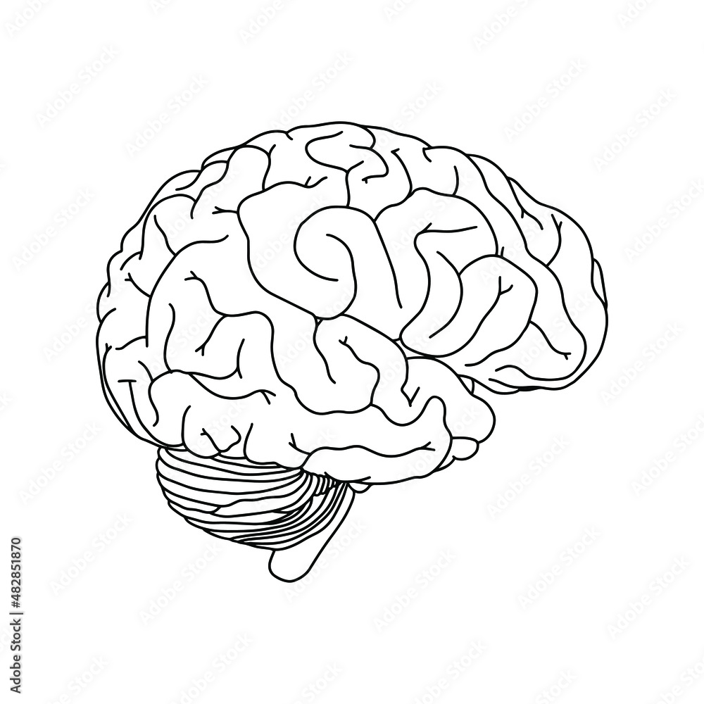 Vector, anatomical Brain. Realistic Brain illustration isolated on white background. Vector medical Brain logo. Vector, anatomical Brain. Realistic Brain illustration isolated on white background. Vector medical Brain logo.