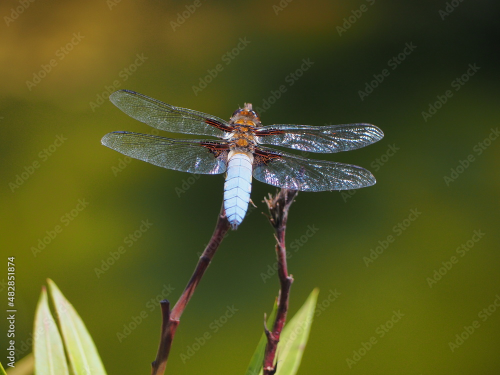 Libelle Libelle