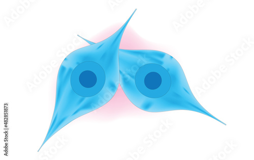 Biological illustration of mesenchymal stem cells (umbilical cord, endometrial polyps, menses blood, bone marrow, adipose tissue)