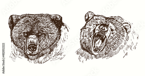 Bear muzzle  collection calm and growling close up detail portrait. Ink black and white doodle drawing in woodcut style.