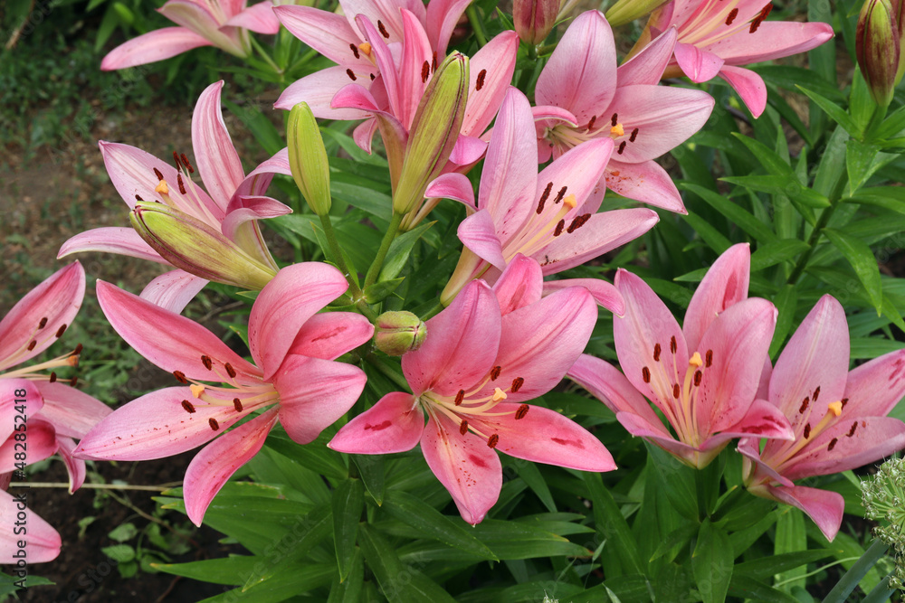 blooming bright pink lilies in the summer garden