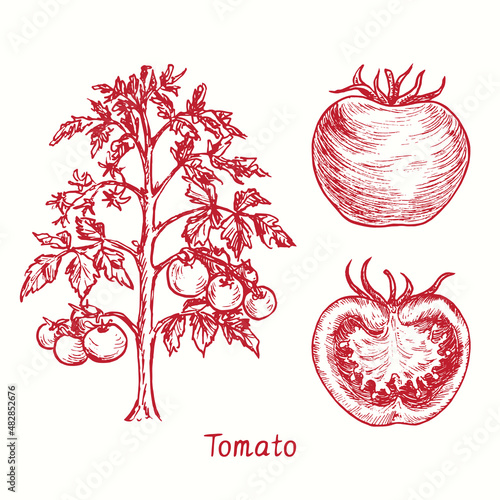 Tomato plant, whole tomato and cut half. Ink black and white doodle drawing in woodcut style