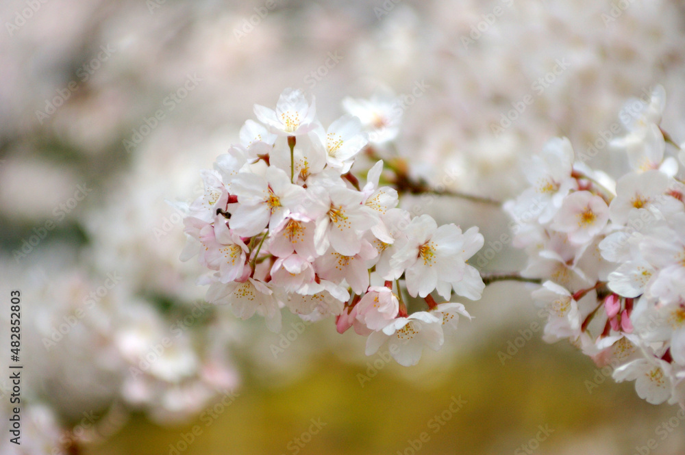 Fototapeta premium 川面の桜～日本の風景