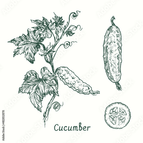 Cucumber plant with cucumbers, leaves and flowers, cucumber and cut slice. Ink black and white doodle drawing in woodcut style