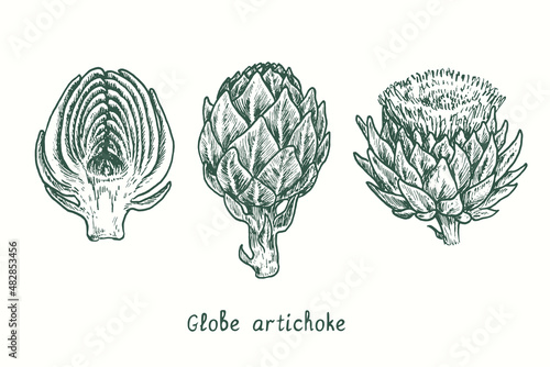 Globe artichoke cut half, whole bud and flower. Ink black and white doodle drawing in woodcut style.