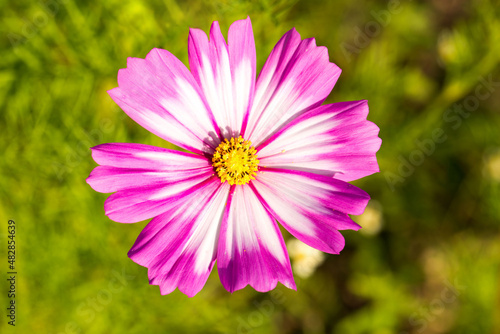 Close up of pink cosmos flower in winter and plants on the background.