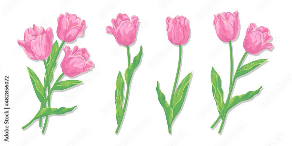 チューリップのベクターイラスト　ピンクの花