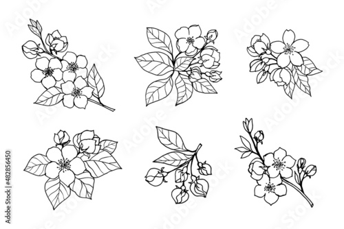 A set of flowering branches of apple, cherry, sakura, almond with flowers, buds, leaves, freehand drawing with a liner.