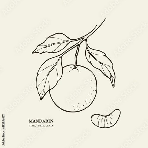 Hand drawn mandarin fruit branch illustration