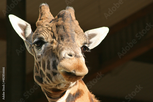 Photography giraffes in a zoo in france