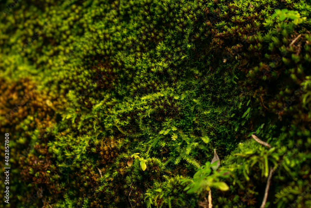 green moss on the stone