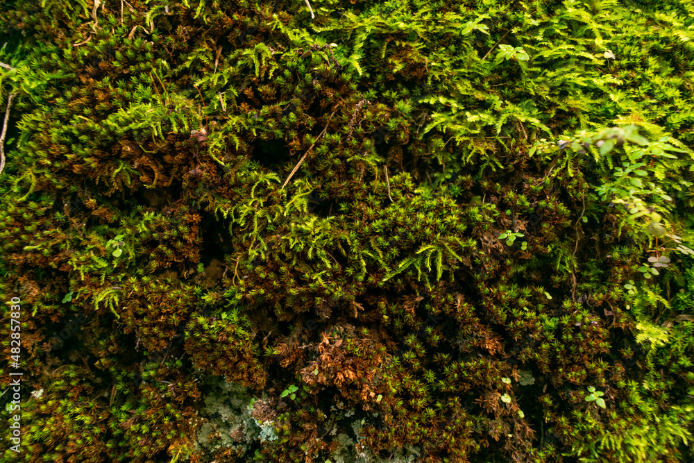 green moss on the stone