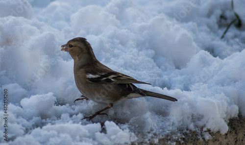 sparrow bird istanbul city nature © kemal yamak