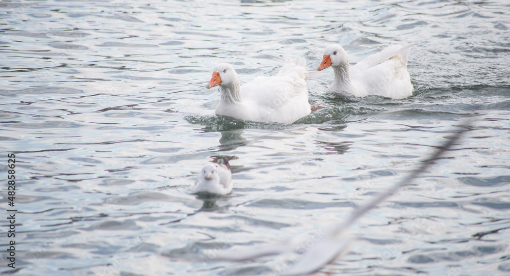 Fototapeta premium goose bird city istanbul nature 