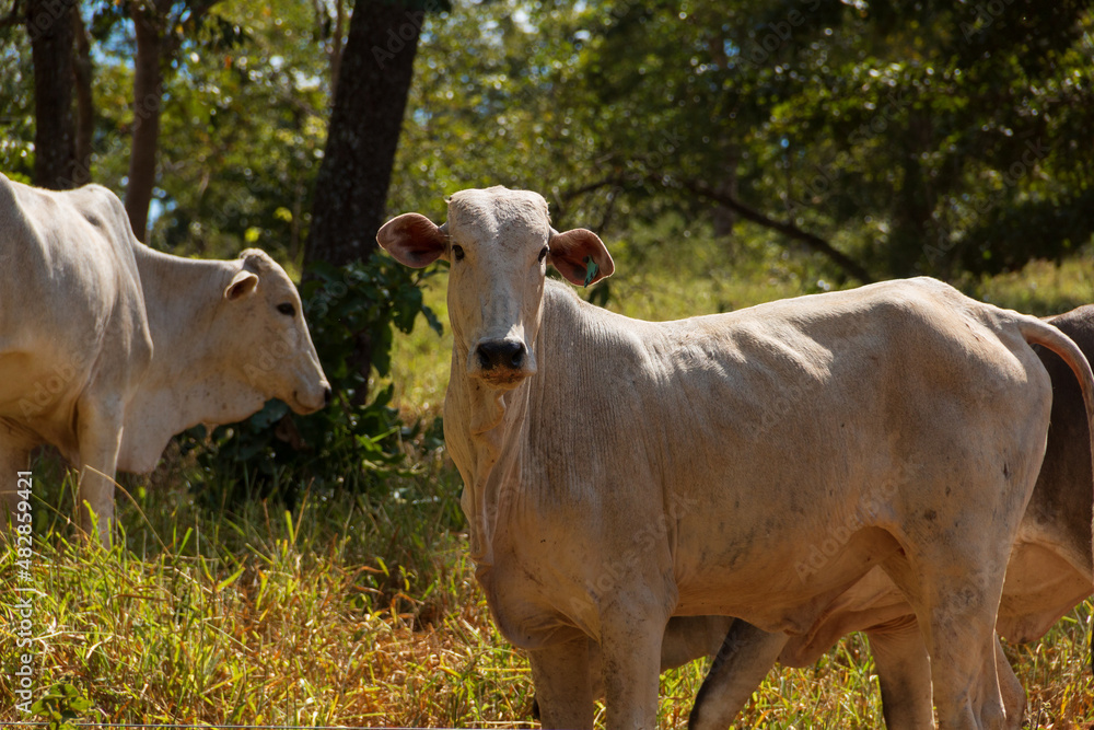 Gados nelore em uma fazenda brasileira no interior de Goiás. Gados nelore em uma fazenda brasileira no interior de Goiás.