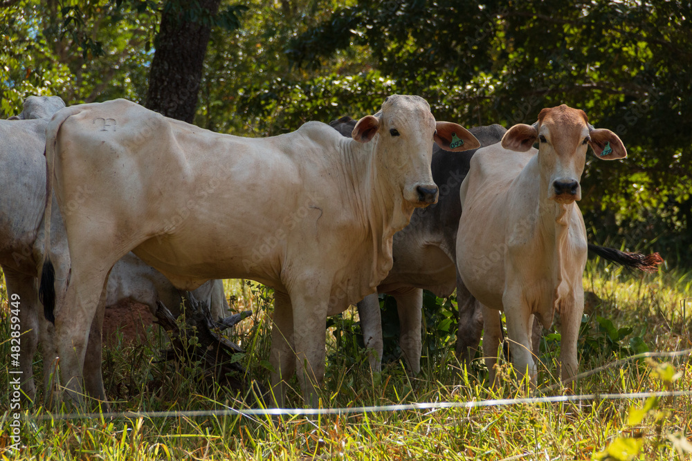 Gados nelore em uma fazenda brasileira no interior de Goiás. Gados nelore em uma fazenda brasileira no interior de Goiás.