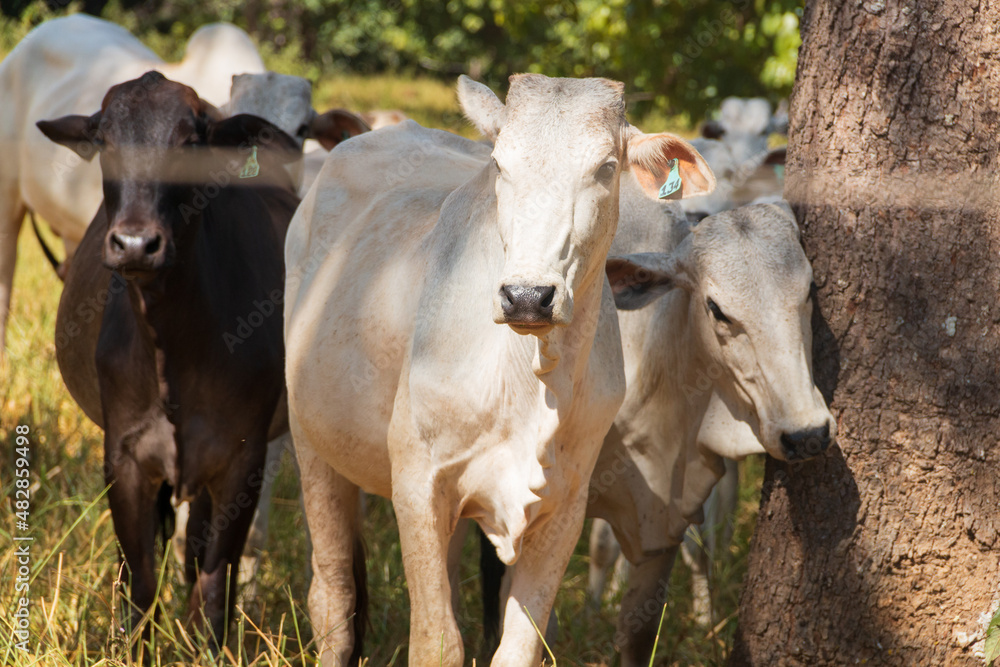 Gados nelore em uma fazenda brasileira no interior de Goiás. Gados nelore em uma fazenda brasileira no interior de Goiás.