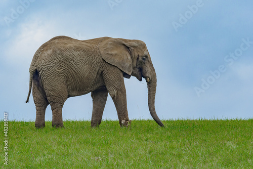 African elephant on  the green field