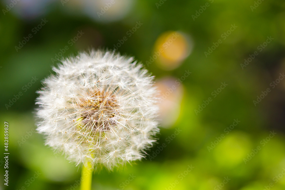 Fototapeta premium White fluffy dandelion blowball and green grass. A selective focus sunny bright photo with free blank copy space for text. For cards, posters, website decoration etc.