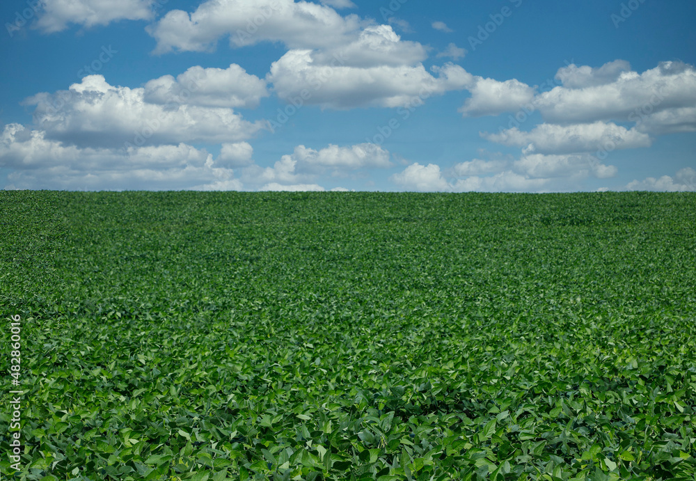 Agricultural soy plantation on blue sky - Green growing soybeans plant against sunlight