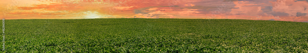 Agricultural soy plantation on sunset - Green growing soybeans plant against sunlight