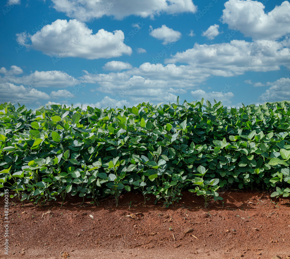 Agricultural soy plantation on blue sky - Green growing soybeans plant against sunlight