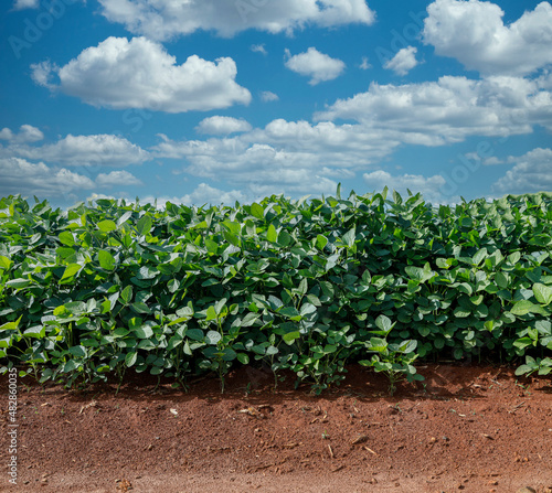 Agricultural soy plantation on blue sky - Green growing soybeans plant against sunlight