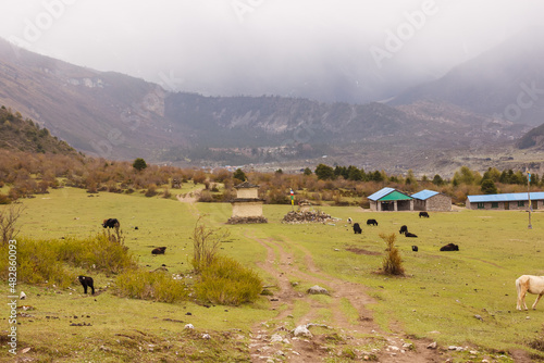 Mountain valley in the Himalayas with houses  yaks and horses