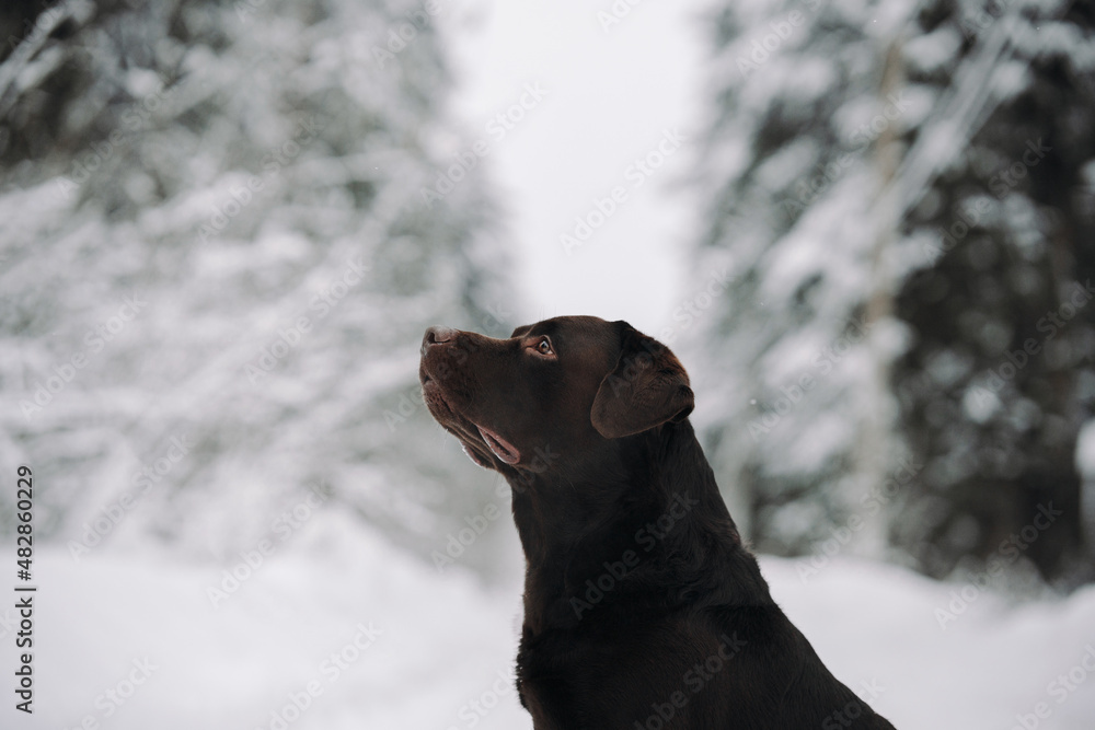 chocolate labrador retriever