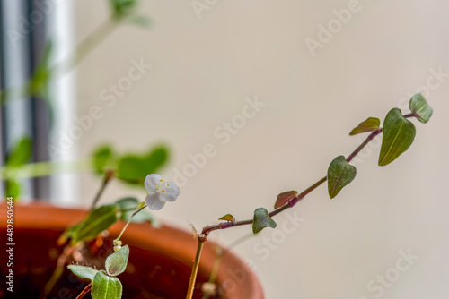 Small leaf spiderwort flower in flower pot (Tradescantia flower) photo