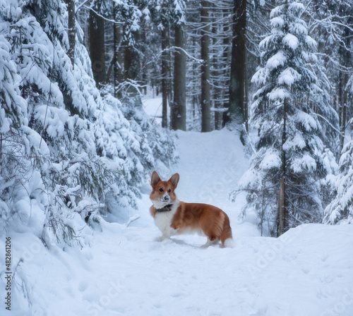 A cute red welsh corgi pembroke puppy dog walking along a snow covered path against the backdrop of a frosty winter forest