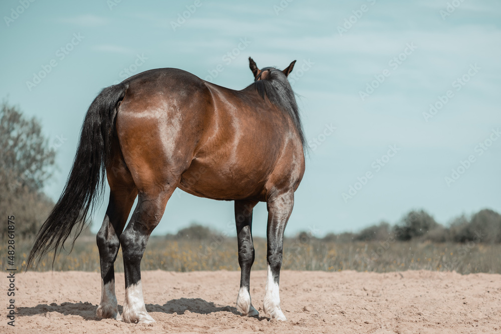 Obraz premium Horse standing on training arena in outdoors, rear view.