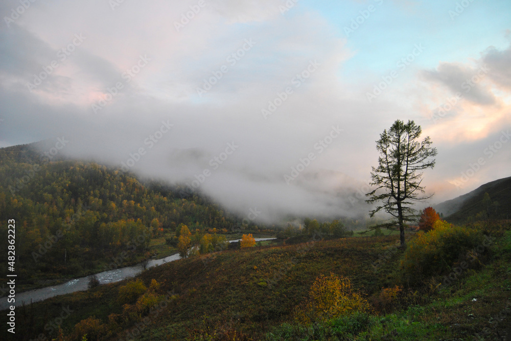 Autumn foggy morning in the Altai mountains. Golden larches stand in a haze, and a river flows from below.