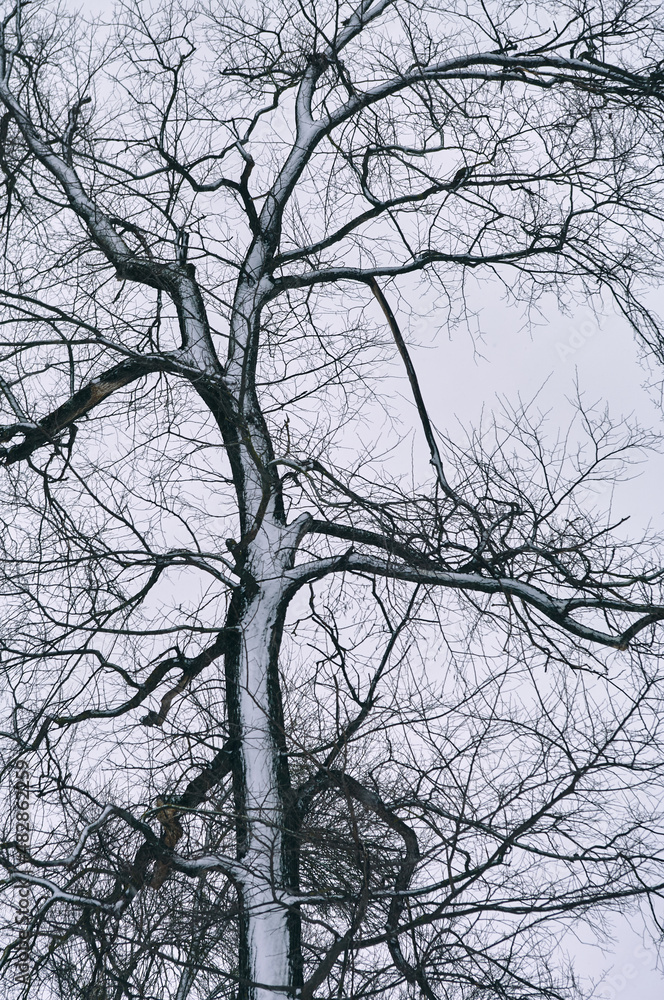 A bare tree against a cloudy sky, snow covered on the trunk and branches of a tree, a dramatic silhouette, a winter landscape A bare tree against a cloudy sky, snow covered on the trunk and branches of a tree, a dramatic silhouette, a winter landscape