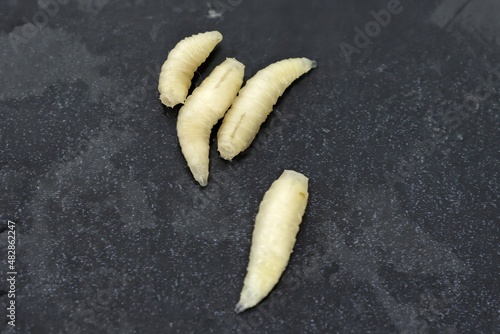 Live fly larvae, musca domestica, on gray background photo