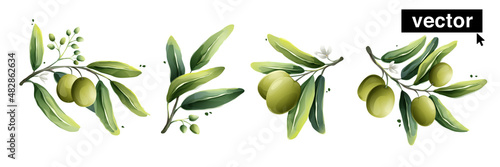 Vector olives watercolor style illustration. Vector illustration of Mediterranean berries, green leaves, flowers, buds, and branches.