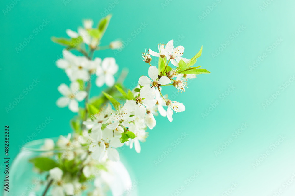 Spring turquoise background with cherry blossom twigs. Blue desktop. top view, frame. Copy space Spring turquoise background with cherry blossom twigs. Blue desktop. top view, frame. Copy space