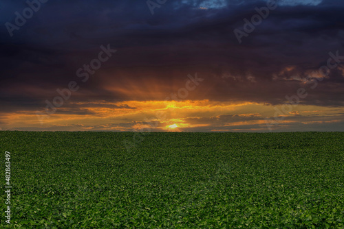 Agricultural soy plantation on sunset - Green growing soybeans plant against sunlight