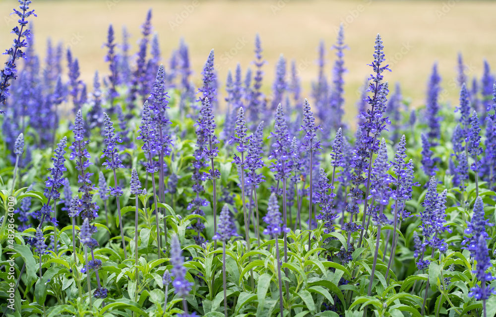 Naklejka premium Purple lavender flower fields