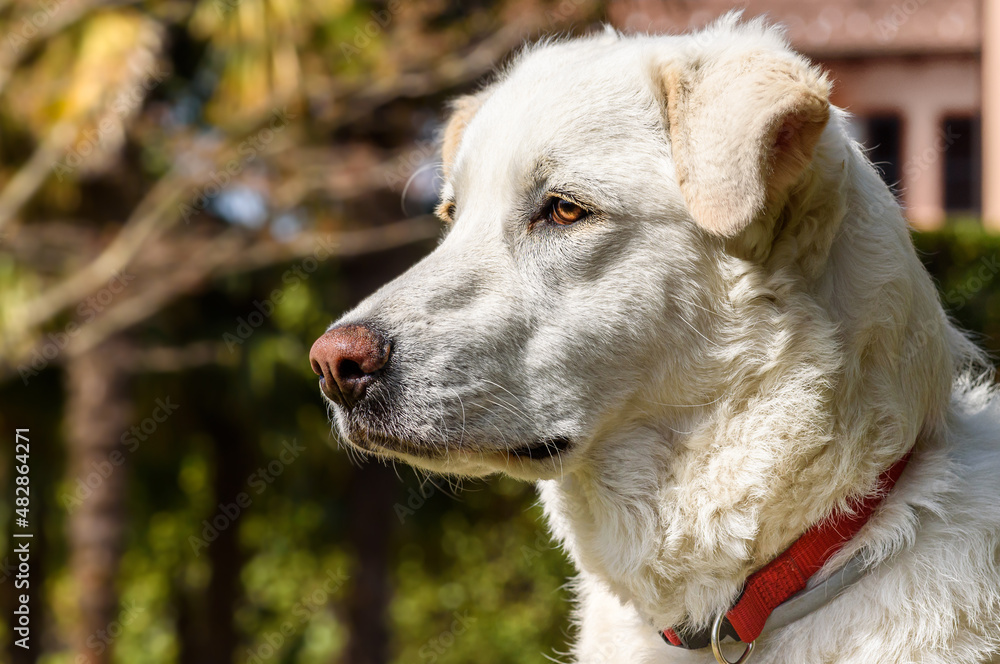 Profile portrait of young white dog on green background.
