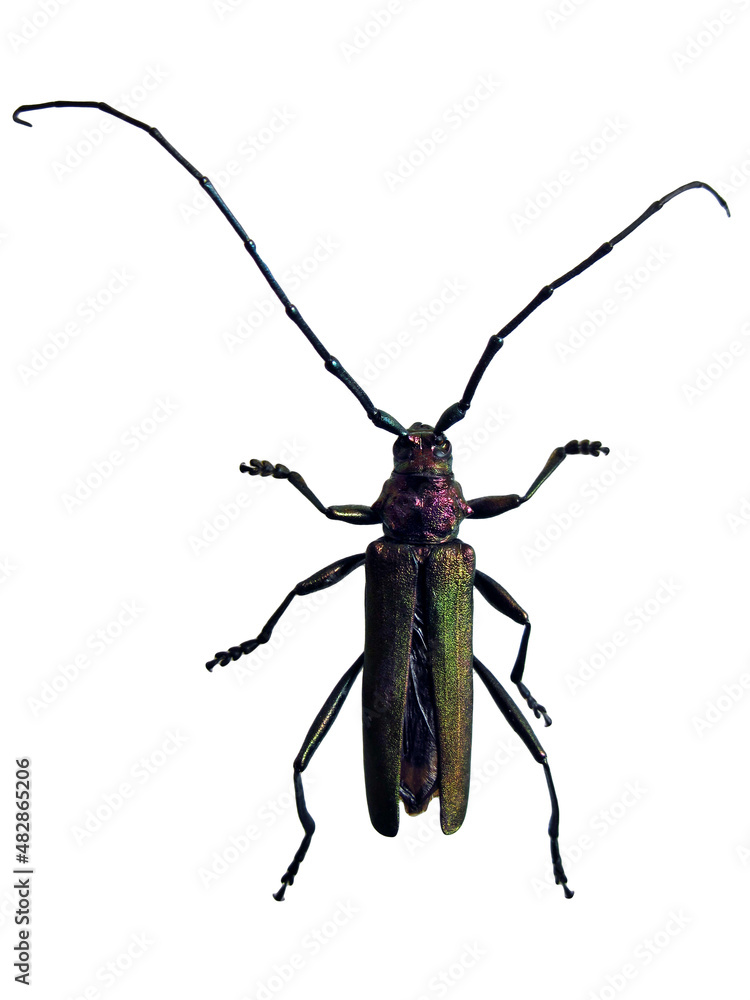 Capricorn beetle isolated on white background - Cerambyx family Capricorn beetle isolated on white background - Cerambyx family