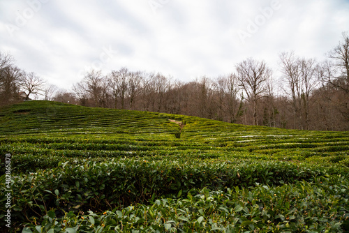 northernmost tea plantation in the world, Russia, Sochi, Matsesta photo