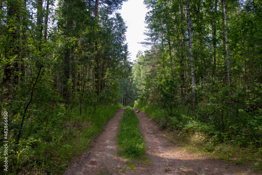 Obraz premium path in the woods